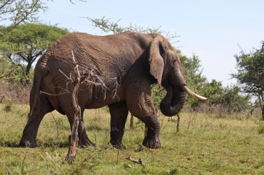 Vahşi Afrika fili Tanzanya