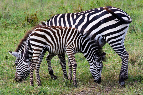 Zebra and foal grazing in Ngorongoro Conservation Area, Tanzania.
