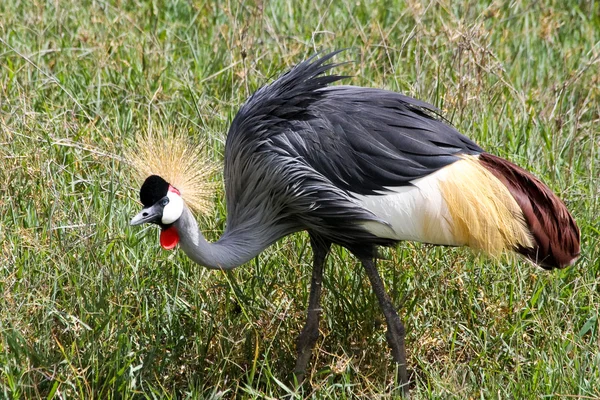 East African Crowned Crane in Ngorongoro — Stock Photo, Image