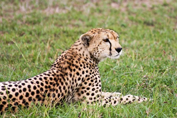 Cheetah Resting — Stock Photo, Image