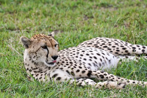 Vild gepard vilar — Stockfoto