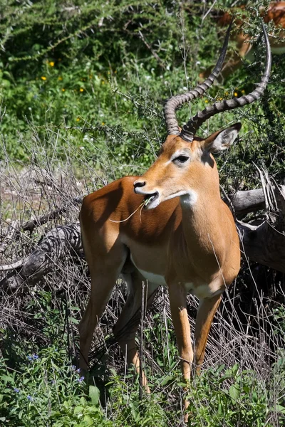 Schöner Impala-Bock weidet in der Serengeti — Stockfoto