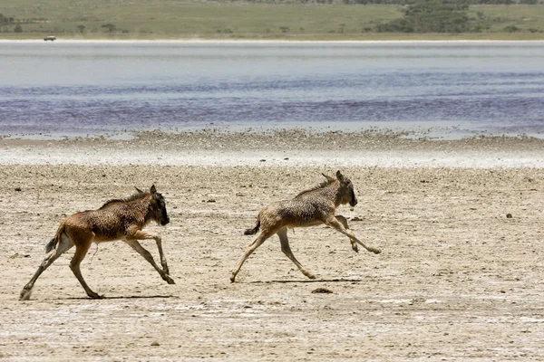 고아 아기 wildebeests 세 렝 게티에서 실행 — 스톡 사진