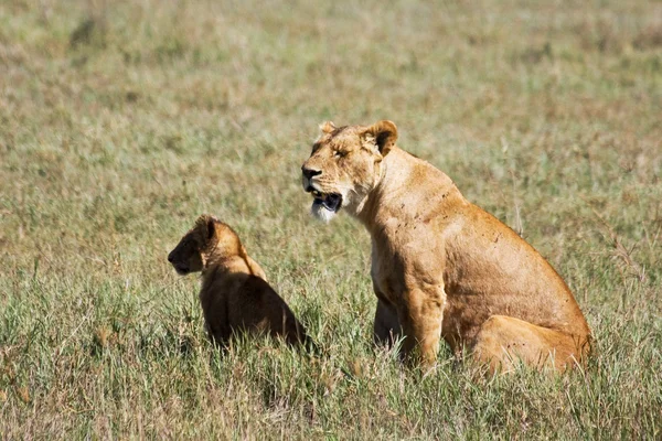 Dişi aslan ve yavrusu ngorongoro içinde — Stok fotoğraf