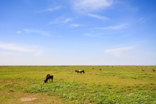 Gnu grazen in de eindeloze vlaktes van de serengeti — Stockfoto