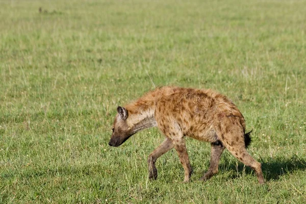 Hyena's draven — Stockfoto