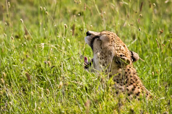 Cheetah bocejando em grama alta — Fotografia de Stock