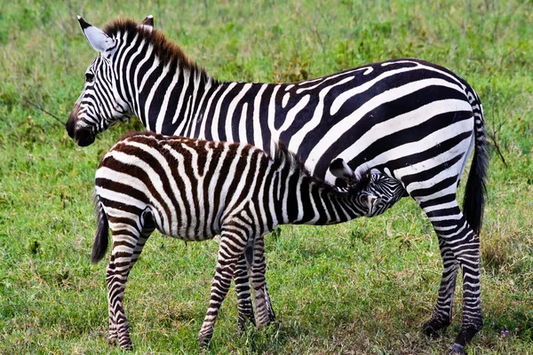 Mãe Zebra amamentando seu potro — Fotografia de Stock
