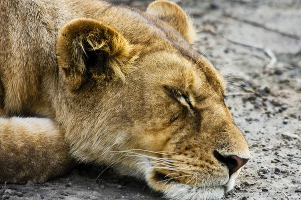 睡野生母狮 — 图库照片