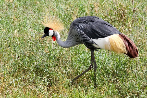 East African Crowned Crane in Ngorongoro — Stock Photo, Image