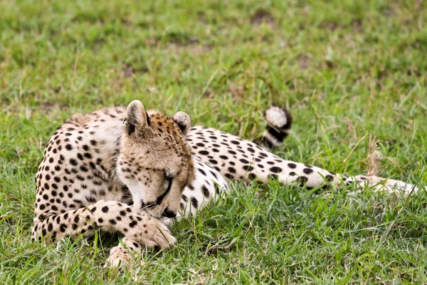 Cheetah limpeza-se — Fotografia de Stock