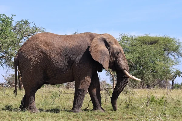 Stock image Wild African Elephant in Tanzania