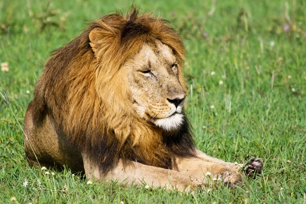 眠そうな野生のライオン — ストック写真