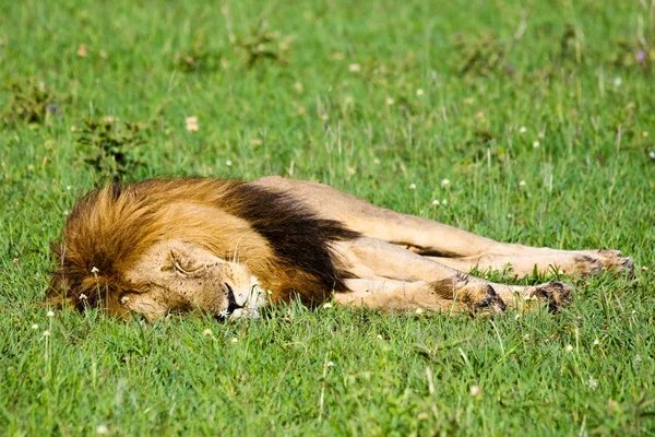 Vadon élő oroszlán alszik — Stock Fotó