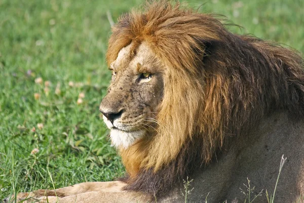 Erkek aslan dinlenme — Stok fotoğraf