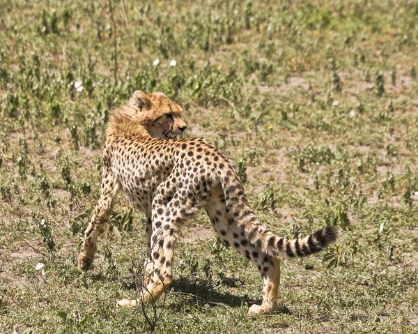 Junger Gepard — Stockfoto