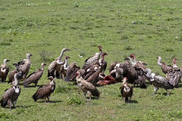 Vultures Feasting on Carrion — Stock Photo, Image