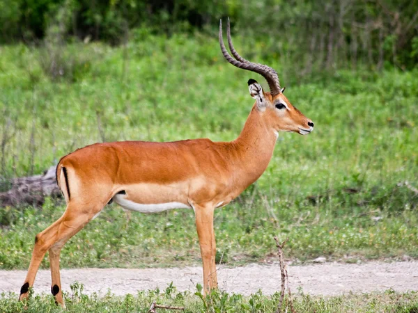 Impala ram i seregenti — Stockfoto