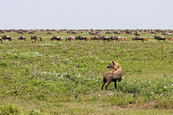 Sırtlan stalking wildebeest — Stok fotoğraf