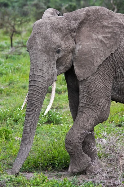 Vild afrikansk elefant porträtt — Stockfoto