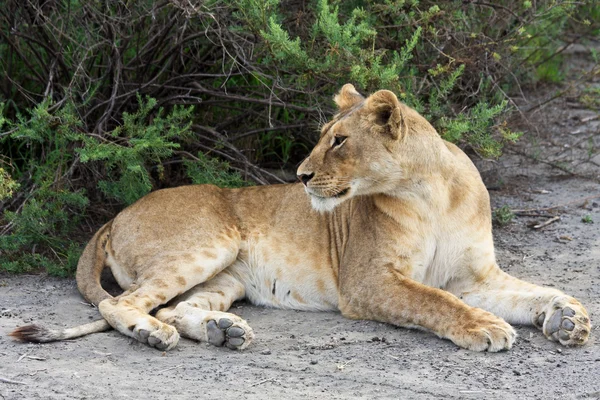 Serengeti de dişi aslan — Stok fotoğraf