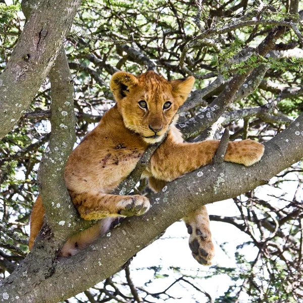 Kullancs fertőzött lion cub — Stock Fotó