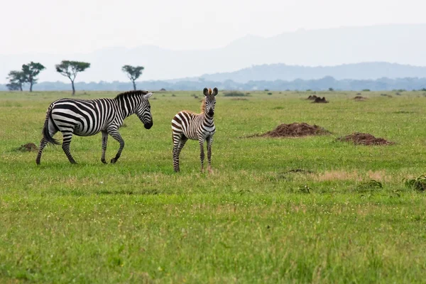 Baby zebra met moeder — Stockfoto