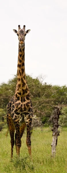 Жираф, Масаи — стоковое фото