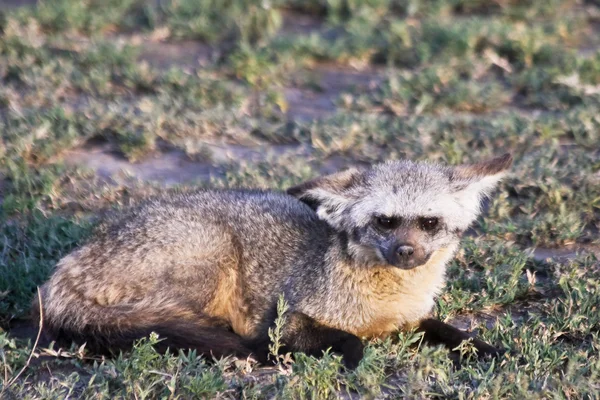 Bat Eared Fox em Serengeti — Fotografia de Stock