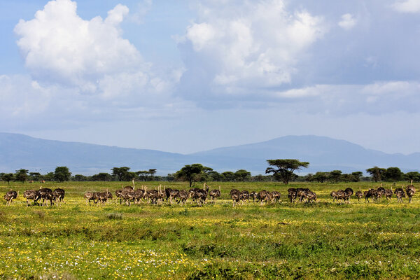 Ostrich herd on the plains of Serengeti National Park, Tanzania.