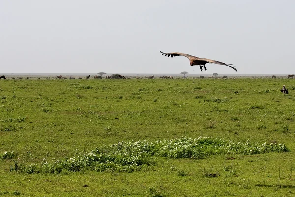 Serengeti-Landschaft mit Geiern — Stockfoto