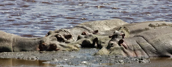 Nijlpaarden rusten in lake ndutu in serengeti — Stockfoto