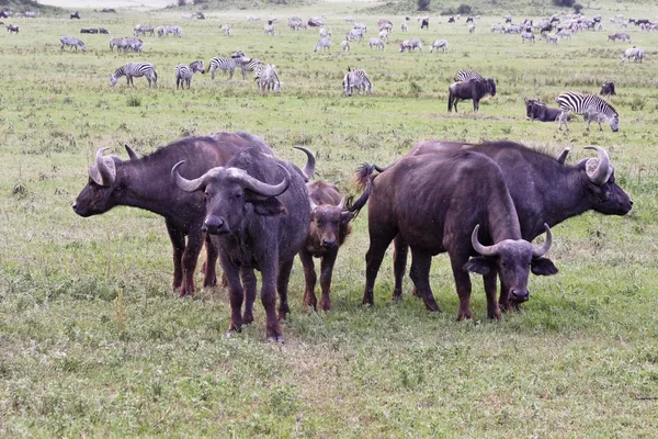Water buffalo bescherming van een kalf — Stockfoto