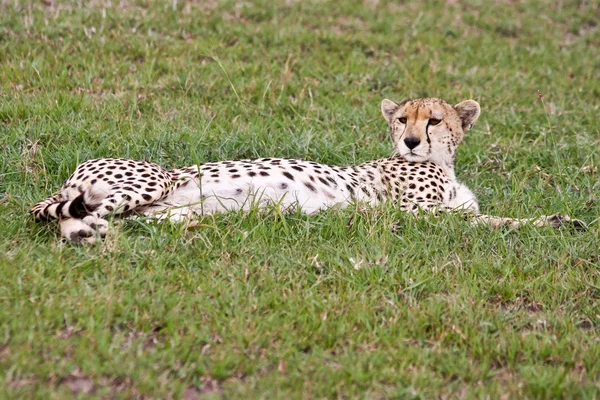 Wild Cheetah Resting na Tanzânia — Fotografia de Stock