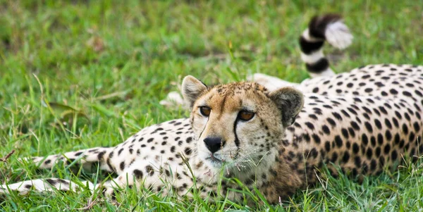 Wachsamer Gepard — Stockfoto