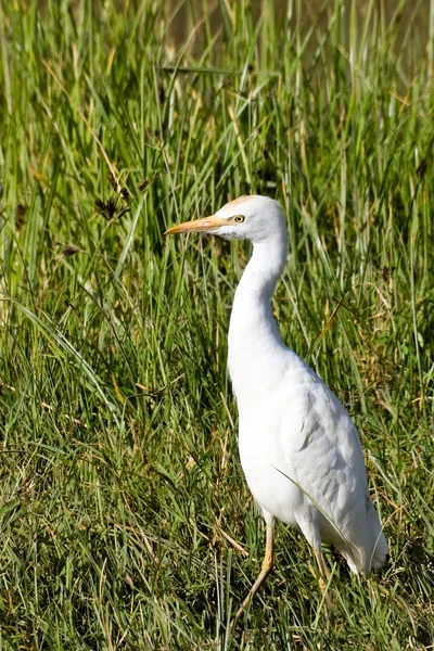 Pequeno Egret em grama alta — Fotografia de Stock