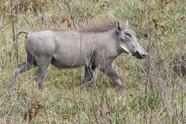 잔디에서 뛸 멧돼지 — 스톡 사진