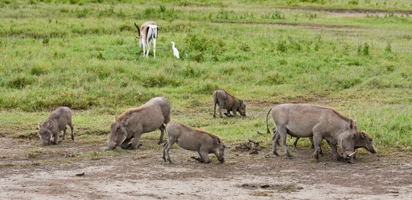 Warthogs, krmení — Stock fotografie