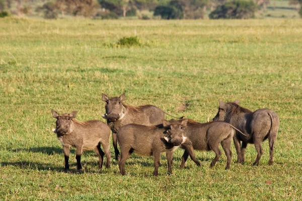 Warthogs v Tanzanii — Stock fotografie