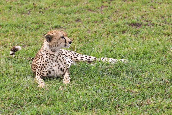 Дикий гепард — стоковое фото