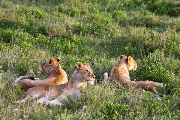 Львиная гордость в Серенгети — стоковое фото