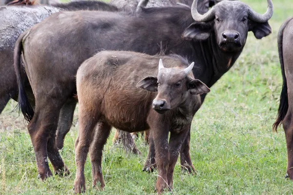 Búfalo de água bebê — Fotografia de Stock