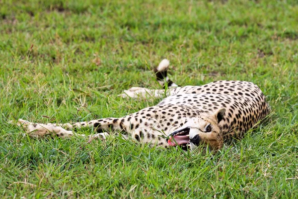 Cheetah sbadiglia — Foto Stock