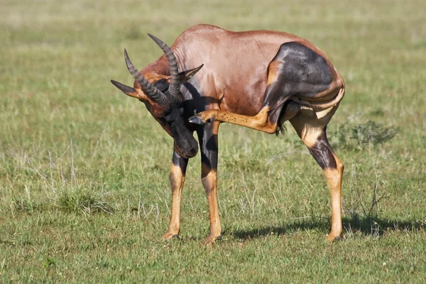 Topi-Antilope kratzt — Stockfoto