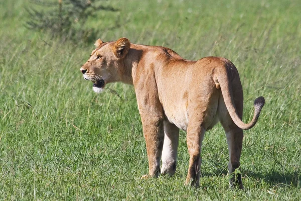 Dişi aslan grumeti içinde saklı tutar — Stok fotoğraf