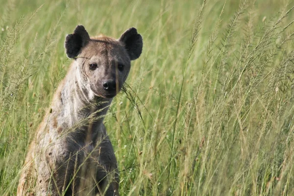Hyena skvrnitá ve vysoké trávě — Stock fotografie