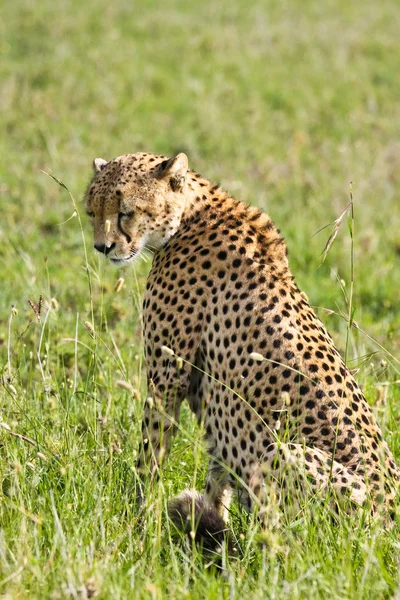 Schläfriger Gepard in der Savanne — Stockfoto