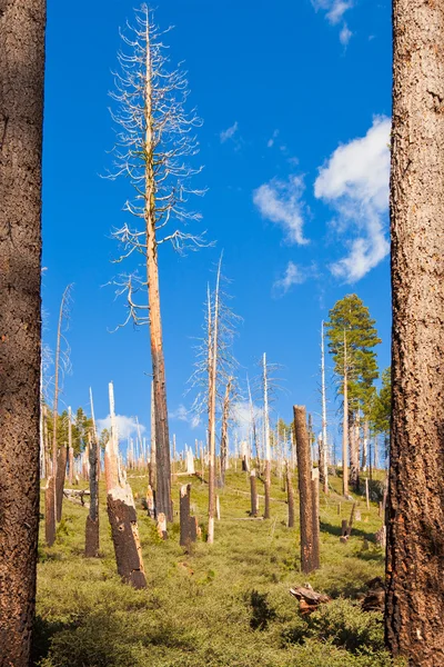 ヨセミテの森 — ストック写真