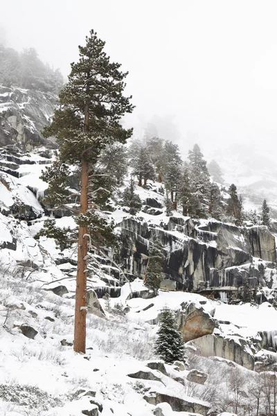 Magányos sequoia, a téli — Stock Fotó