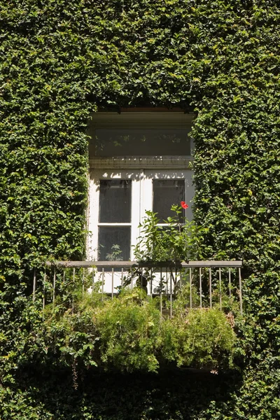 Ivy Coperto casa dettaglio — Foto Stock